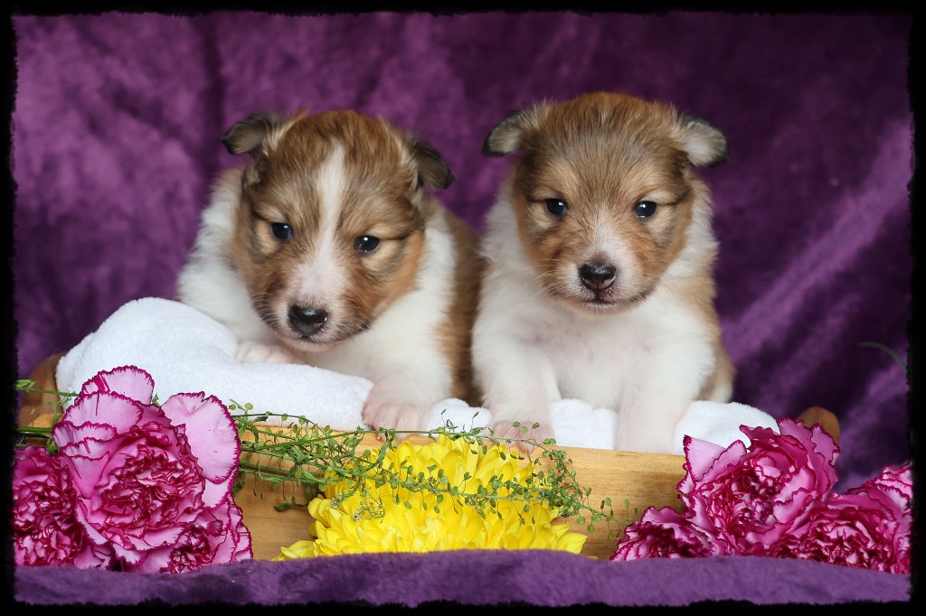 Bild laden wb_1582_L2WurfvomPonyhgel.JPG