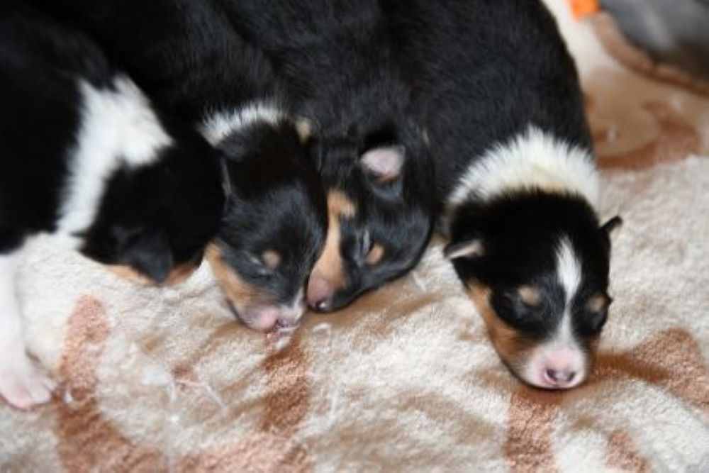 Bild laden wb_1595_HP.1.JPG