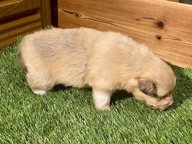 Bild laden wb_1600_MWurfvonMalijetoSandrock.jpg