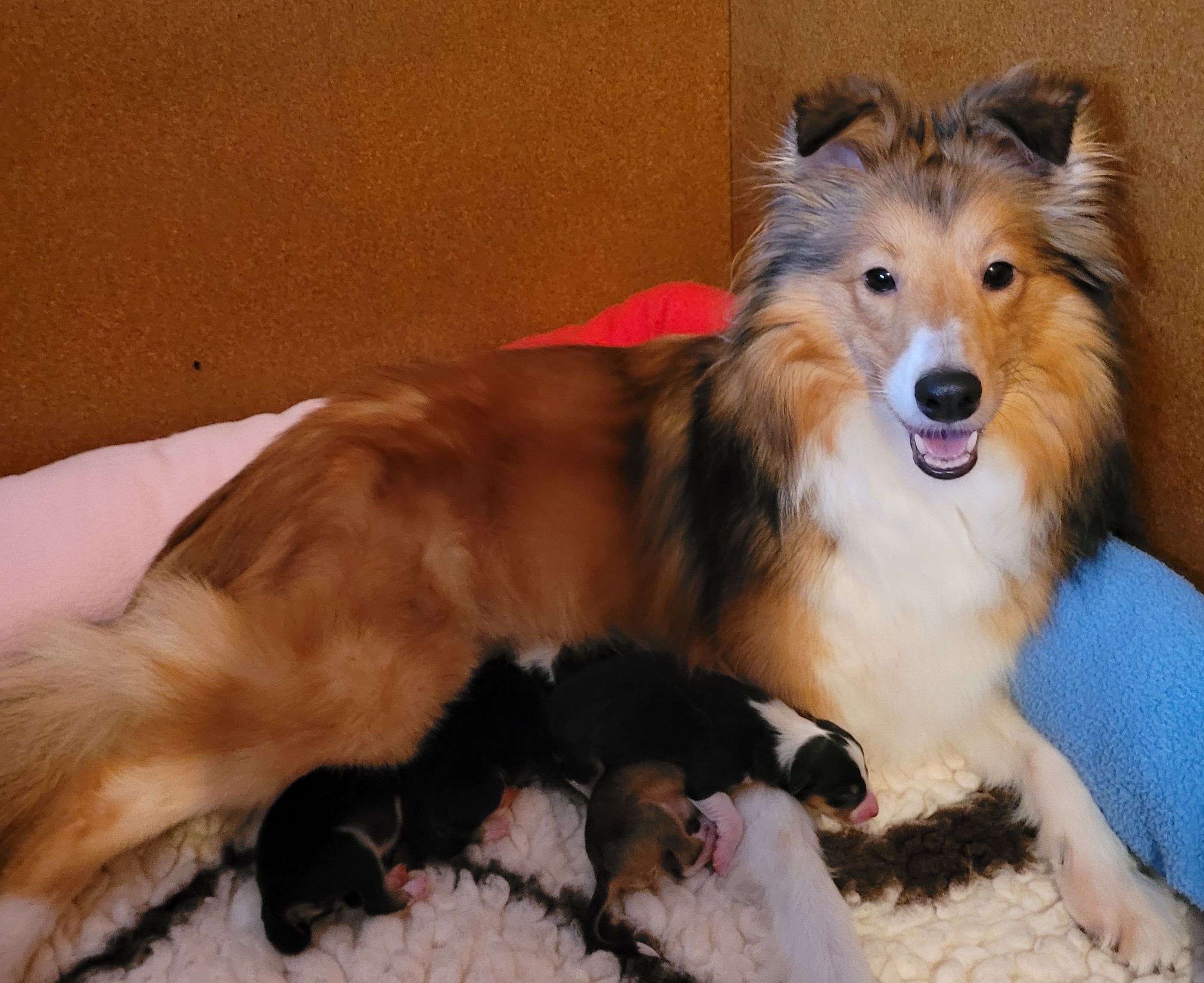 Bild laden wb_1613_DogCloud1.jpg